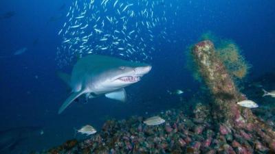 Atlantic Shipwreck Graveyard May Be Key Habitat For Imperiled Sharks