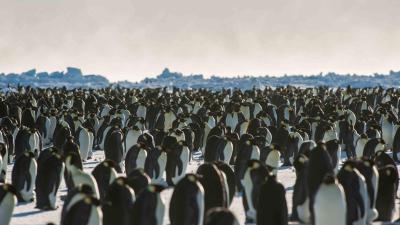 ‘Catastrophic’ Breeding Failures Have Obliterated A Large Emperor Penguin Colony
