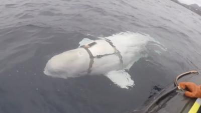 Norwegian Fishermen Discover Beluga Whale That Might Be Working With The Russian Navy