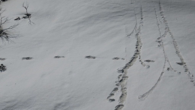 Indians Are Roasting Their Army For Posting ‘Evidence’ Of A One-Footed Yeti On Twitter