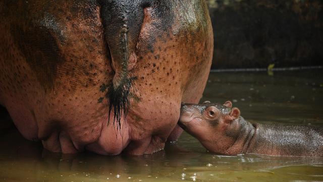 Africa’s Largest Lake Needs Hippo Poop To Flourish
