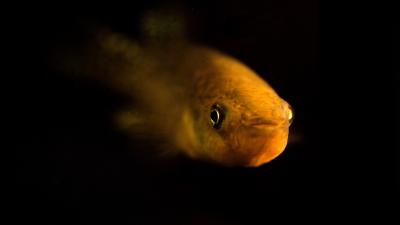 This Fish Has Evolved To Thrive In Intensely Polluted Water