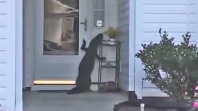 Odd-Looking Dog Attempts To Ring Homeowner’s Doorbell