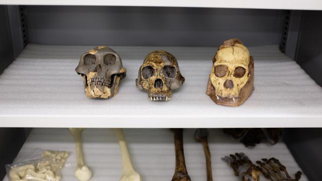 New Analysis Debunks Controversial Claim About The Origin Of Humanity