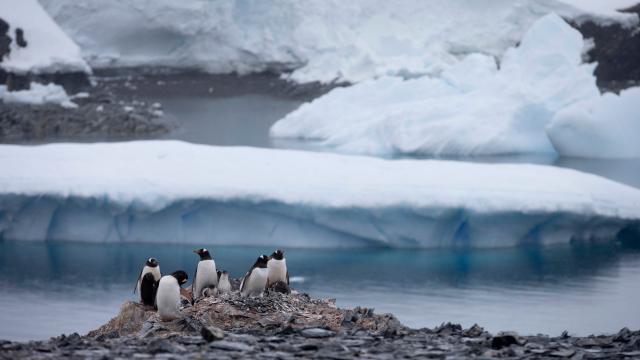 Where Does Life Flourish In Antarctica? Follow The Penguin Poop