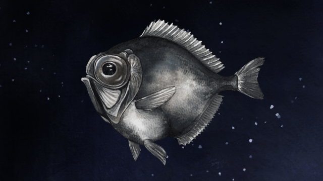 Some Deep-Sea Fish Can See Colour In Near Total Darkness