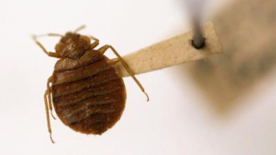 Bed Bugs Have Been Creeping Around And Sucking Blood Since The Age Of Dinosaurs