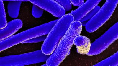 Scientists Create E. Coli With Entirely Synthetic Genome