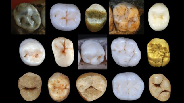 Tooth Analysis Suggests Neanderthals And Modern Humans Split Apart Far Earlier Than We Thought