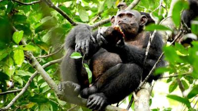 How Does A Chimpanzee Eat A Tortoise? By Smashing It Like A Coconut