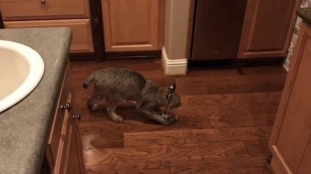 That ‘Found Cat’ Craigslist Ad Featuring A Bobcat Is Totally Fake