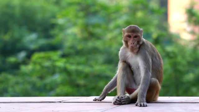 India’s Monkeys Keep Killing People, So Scientists Are Trying Radical New Sterilisation Strategies