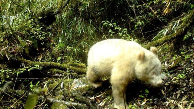 Camera Trap Snaps Photo Of First Known Albino Giant Panda