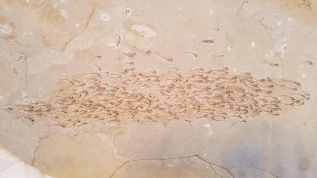 Incredible Fossil Shows Coordinated Swimming In A School Of Extinct Fish