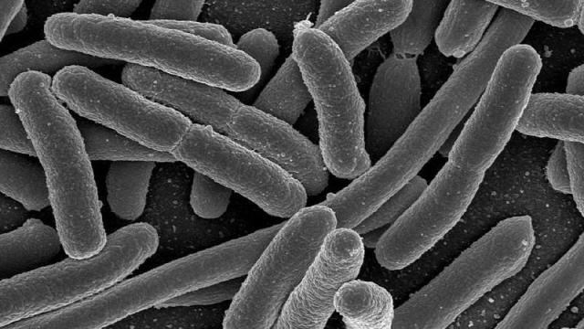 Human Microbiome Project Reveals Intimate Links Between Gut Bacteria And Preterm Pregnancies, IBD, And More