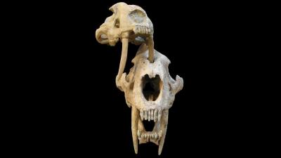 Punctured Skulls Suggest Sabre-Toothed Cats Fought Amongst Themselves