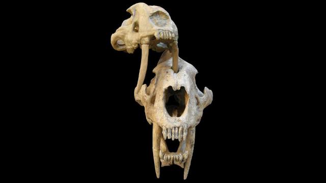 Punctured Skulls Suggest Sabre-Toothed Cats Fought Amongst Themselves