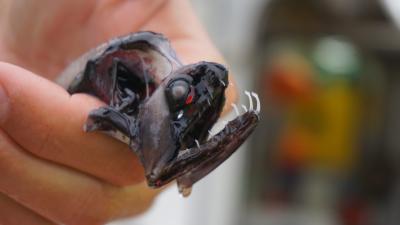 The Deep-Sea Dragonfish Has One Of The Most Terrifying Smiles On Earth