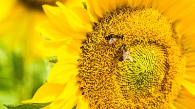 Bees Can Learn Symbols Associated With Counting, New Experiment Suggests
