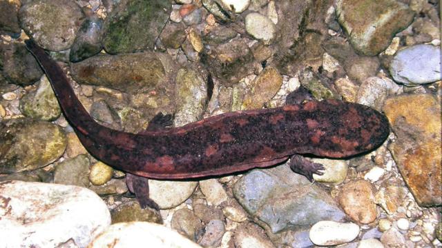 Goo From Giant Salamanders Works Freakishly Well As Medical Glue