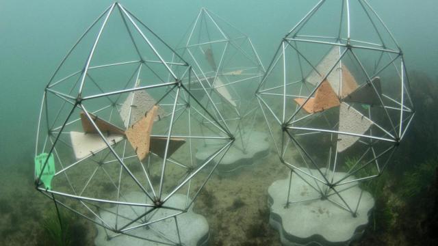 The Sydney Opera House’s New Artificial Reefs Look Like Works Of Art