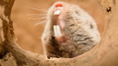 Mole-Rats Are Impervious To Many Types Of Pain