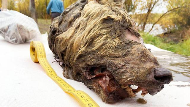 Huge, Shaggy Head Of 40,000-Year-Old Wolf Unearthed In Siberia
