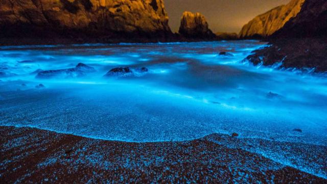 Stunning But Deadly, China’s Bioluminescent Algal Blooms Are Getting Bigger