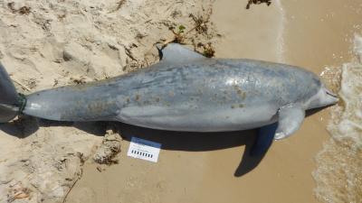NOAA Investigates Surge In Dead Dolphins Along The Gulf Coast