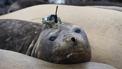 Seals With Sensors Help Solve The Mystery Of Antarctica’s Giant Sea Ice Hole