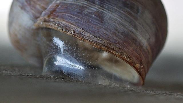 This Snail-Inspired, Reusable Adhesive Is Far Stronger Than Velcro