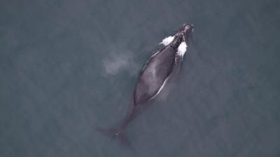 Song Of The Rarest Large Whale On Earth Recorded For The First Time