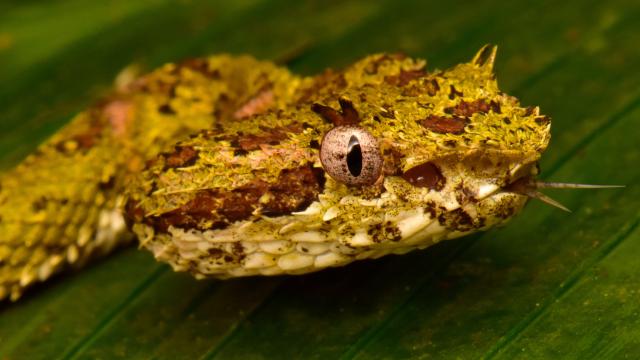 Exploration Of ‘Lost City’ In Honduras Uncovers Trove Of Rare Life Forms