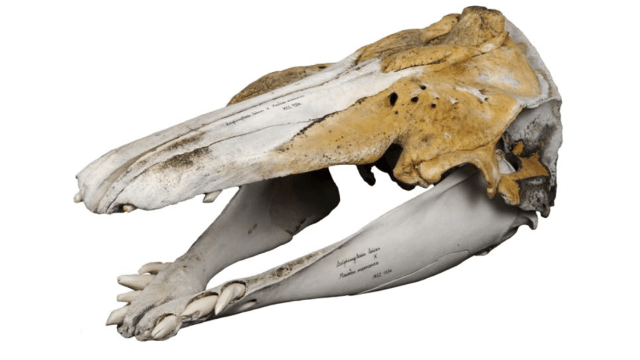 Odd Skull In Museum Finally Confirmed As A Narhwal-Beluga Hybrid