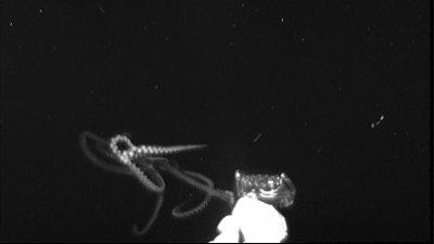 How Scientists Filmed A Giant Squid In North American Waters For The First Time