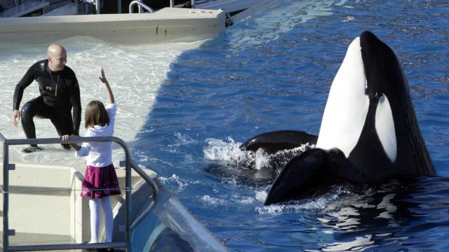 Chronic Stress Makes Captive Orcas Sick And More Likely To Die Young
