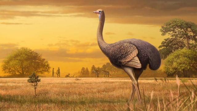 Ancient Bird Weighed Nearly 1,000 Pounds But Could Still Haul Arse Like An Ostrich