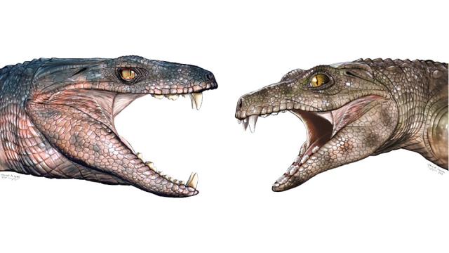Fossilised Teeth Suggest Some Ancient Crocodiles Were Vegetarians