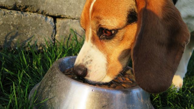 America’s FDA Says It’s Still Investigating Possible Link Between Some Dog Foods And Canine Heart Disease