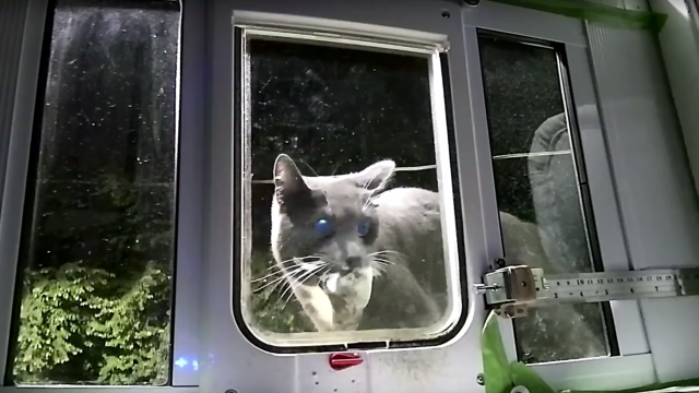 This AI-Powered Cat Door Is A Brilliant Way To Keep A Kitty’s Murder Presents Outside