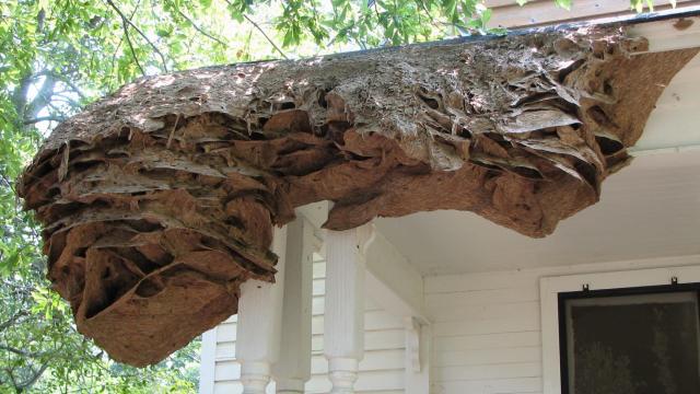 Alabamans Are Battling Car-Sized Yellow Jacket Nests This Year