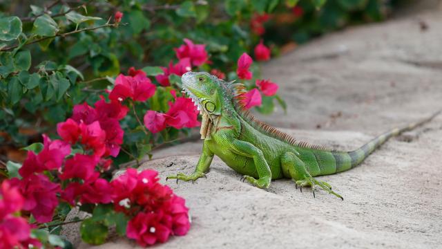 Homeowners In Florida Encouraged To Kill Invasive Iguanas ‘Whenever Possible’