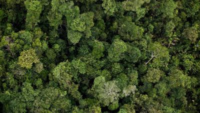 Calculation Shows We Could Add A US-Sized Forest To The Planet To Fight Climate Change