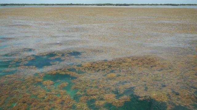 Enormous 8850km-Long Patch Of Atlantic Seaweed Might Be The ‘New Normal’