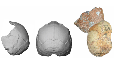 Ancient Skull Fragment Pushes Back Date Of Earliest Humans In Europe