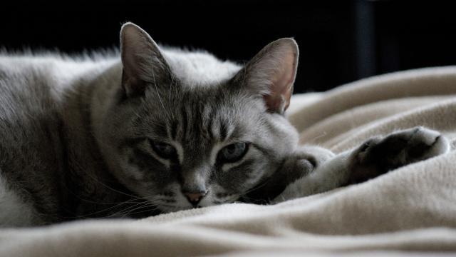 A Common Household Chemical May Cause Thyroid Problems For Cats