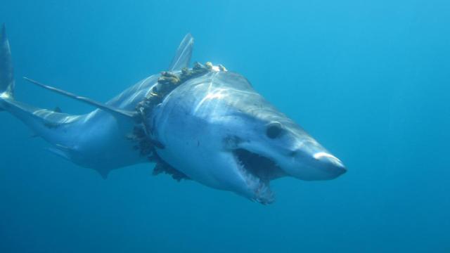 ‘Ghost’ Fishing Gear Is A Bigger Threat To Sharks Than We Realised