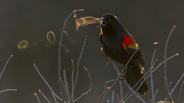 A Blackbird Blowing ‘Smoke’ Rings Wins Top Prize At The 2019 Audubon Photography Awards