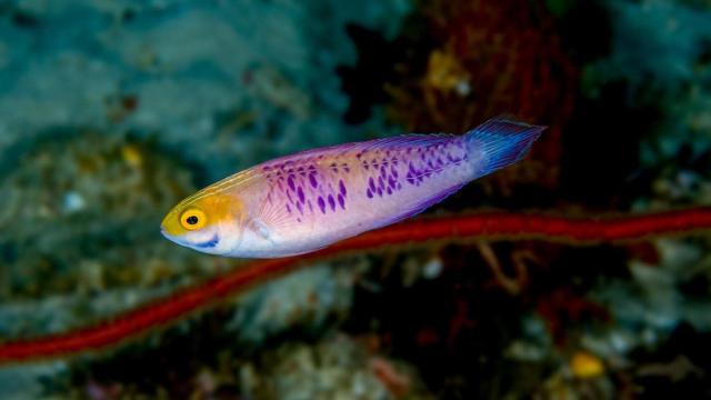 Newly-Discovered ‘Vibranium’ Fish Named In Honour Of Wakanda