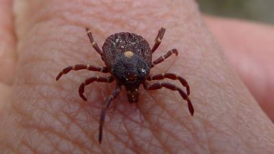 Pentagon Ordered To Tell U.S. Congress If It Weaponised Ticks And Released Them Into The Public